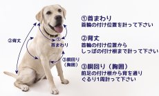 画像4: Ryan （ライアン）ラグランスリーブのTシャツ＆トレーナー【27サイズ展開】ドッグウェアー/犬服 (4)