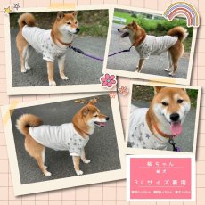 画像10: Matthew （マシュー）ラグランスリーブのTシャツ＆トレーナー【27サイズ展開】ドッグウェアー/犬服  (10)