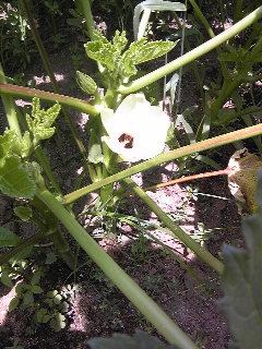 おくらの花