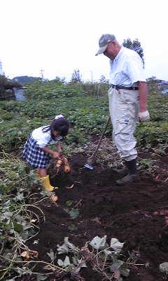 お芋堀